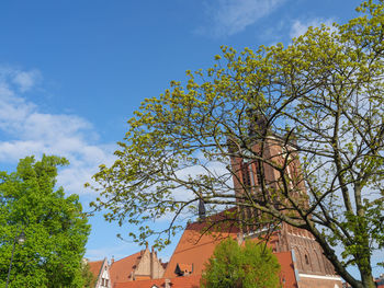 Low angle view of tree and building against sky