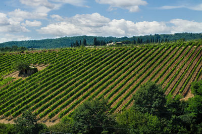 Scenic view of agricultural field against sky