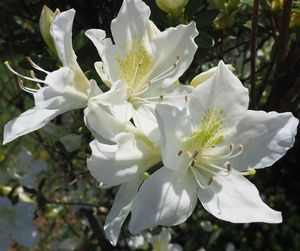Close-up of white flowers