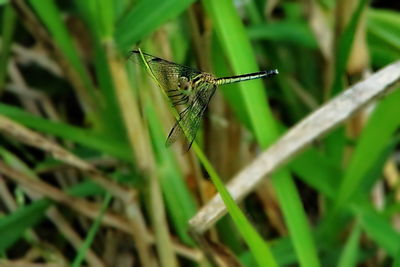 Close-up of butterfly on grass