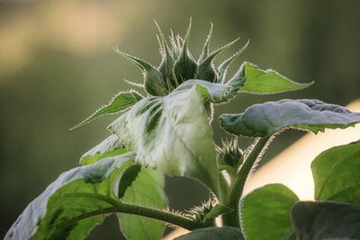 Close-up of flowering plant