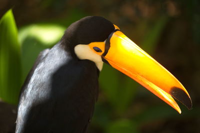 Closeup side on portrait of toucan ramphastos toco eye and face foz do iguacu, brazil.