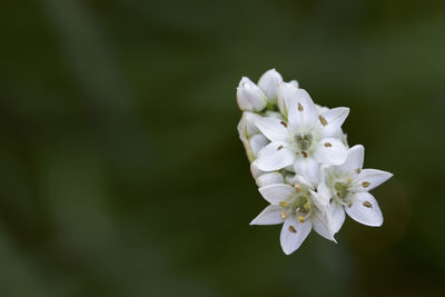 Close-up of white flower