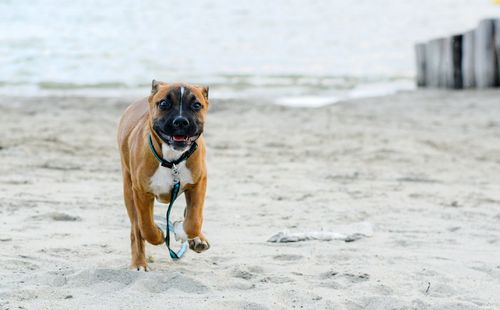 Dog running on beach