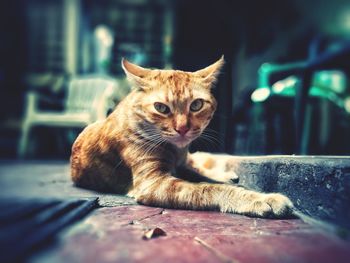 Portrait of ginger cat relaxing outdoors