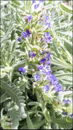 Close-up of purple flowers