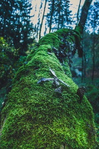 Close-up of tree trunk