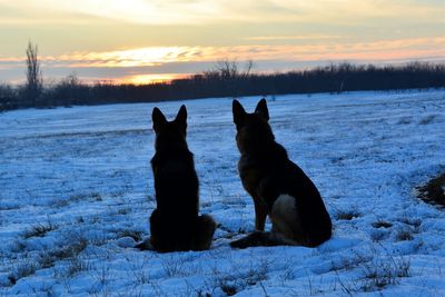 Dog sitting on snow field against sky during sunset