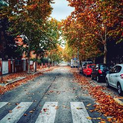 Road passing through autumn leaves