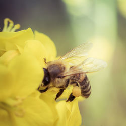 Close-up of insect on yellow flower