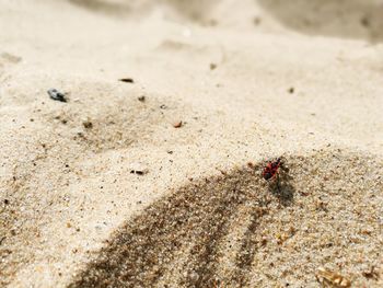 High angle view of firebug at sandy beach