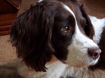 Close-up portrait of dog