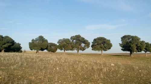 Trees on field against sky