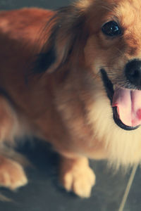 Close-up portrait of a dog