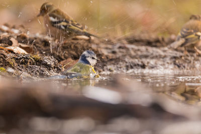 Close-up of bird in lake