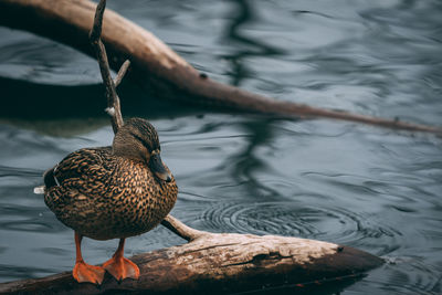 High angle view of duck perching on wood over lake