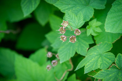 Close-up of leaves against blurred background