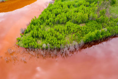 High angle view of plants growing on land