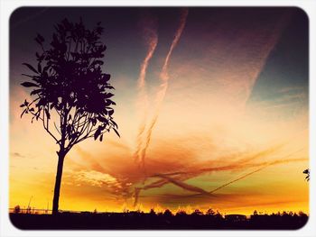 Silhouette of trees at sunset