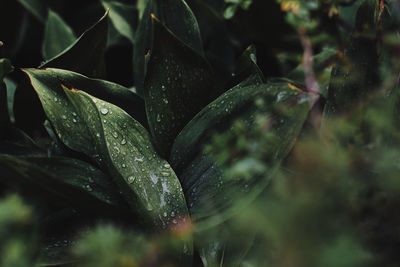 Close-up of wet plant leaves during rainy season