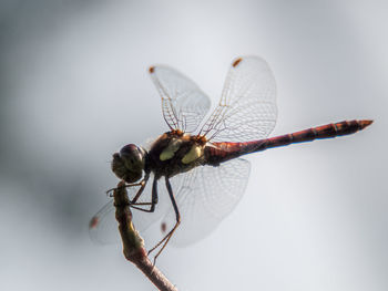 Close-up of dragonfly on plant