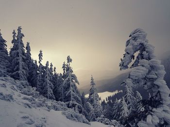 Snow covered pine trees against sky