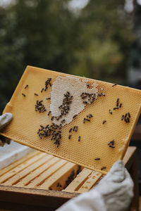 Beekeeper holding hive frame