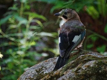 Close-up of bird perching on rock