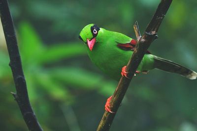 Close-up of a bird perching on branch