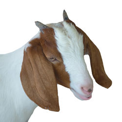 Close-up of a horse against white background