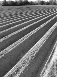 High angle view of agricultural field