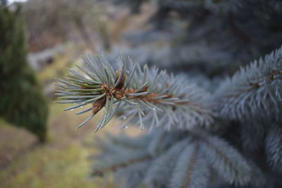 Close-up of pine tree during winter
