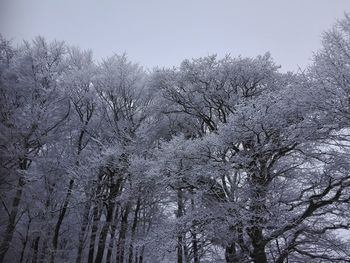 Low angle view of snow covered trees against sky
