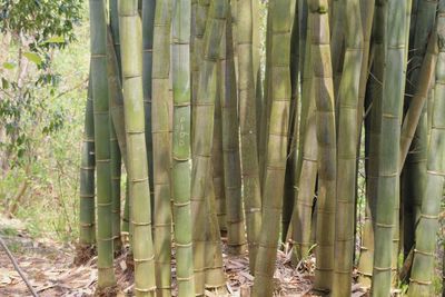 Bamboo trees in the forest