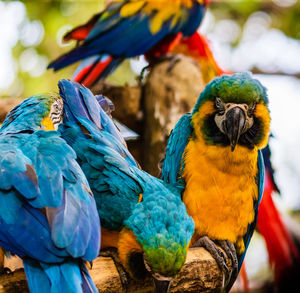 Close-up of parrot perching on branch