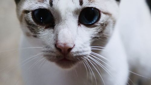 Close-up portrait of cat