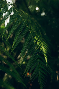 Green leaves background. abstract natural floral background. selective focus, macro. 