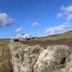 Surface level of grassland against the sky