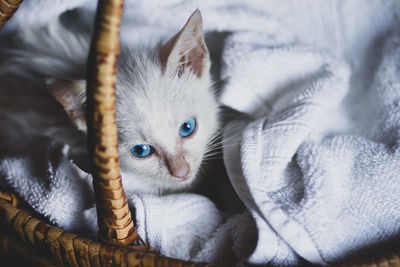 Close-up portrait of a kitten