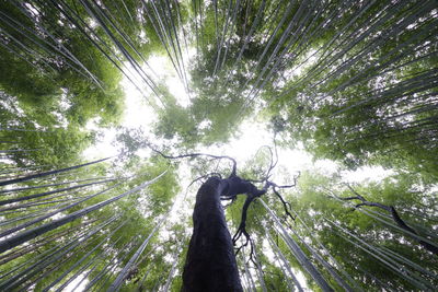 Low angle view of bamboo trees in forest