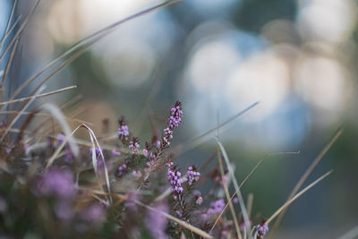 Close-up of purple flowering plants on field