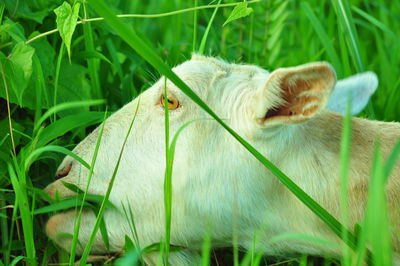 Close-up of lizard on field