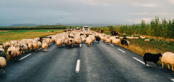 Panoramic view of people walking on road against sky