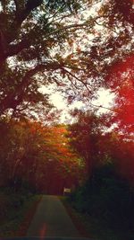 Road amidst trees in forest during autumn