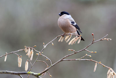 Close-up of bird perching on branch