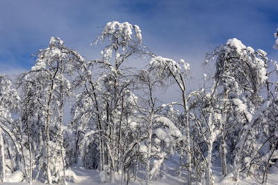 Snow covered plants against sky