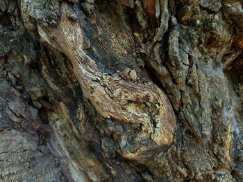 Full frame shot of tree trunk