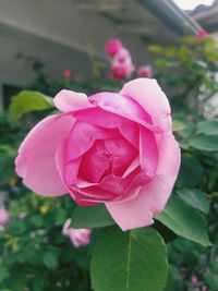 Close-up of pink rose