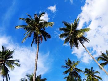 Low angle view of palm trees against sky
