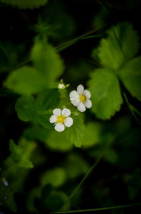 Close-up of white flowering plant